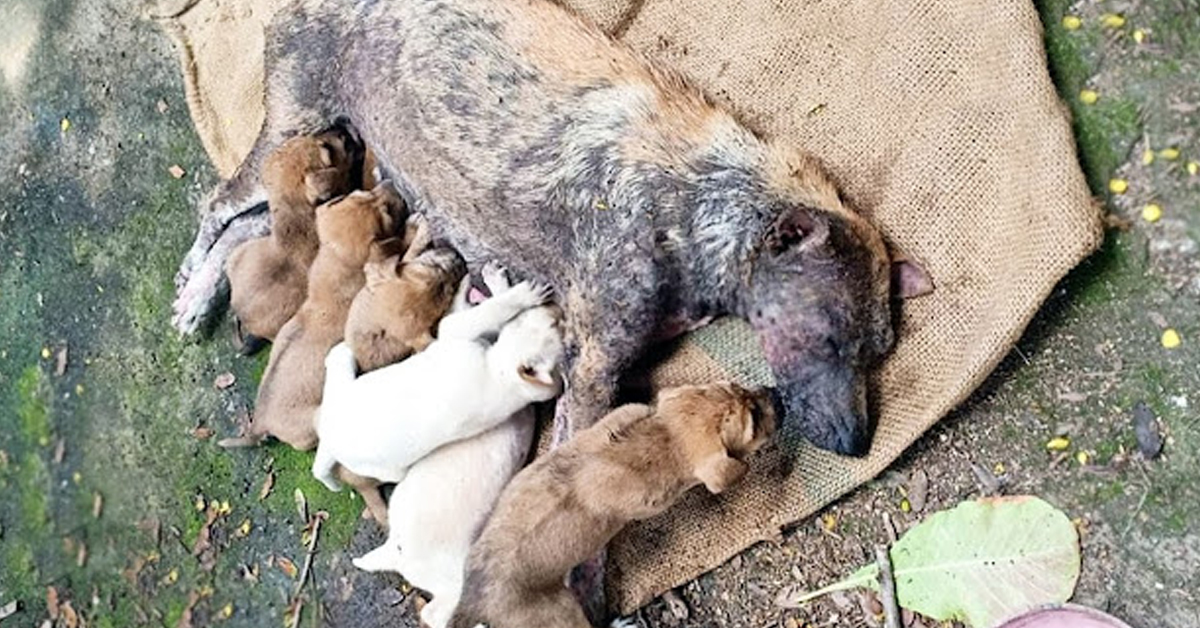 Heartbreaking Call: Vulnerable Mother Canine in Distress, Unable to Stand Up, Appeals for Help to Safeguard Her Precious Pups.